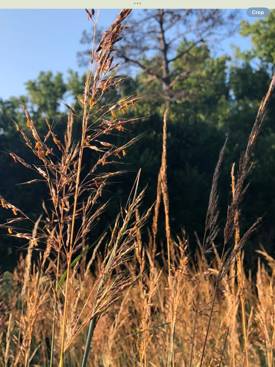 Sorghastrum Indian Steel