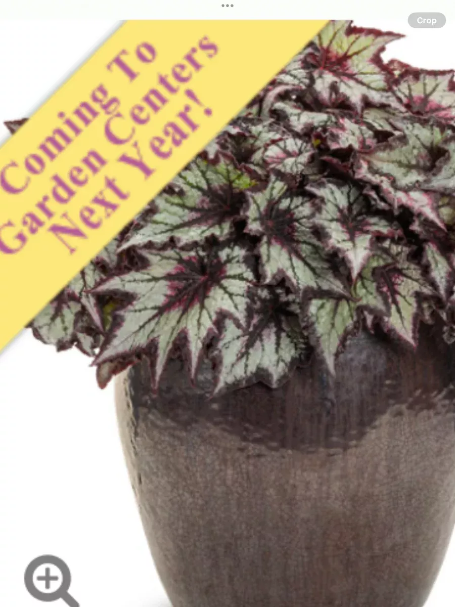 Space Age™ Black Hole™ Rex begoniaBegonia rex