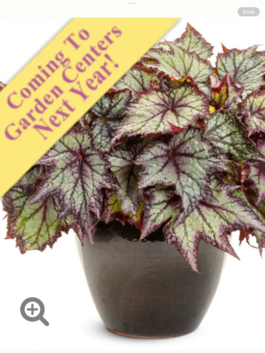 Space Age™ Europa™ Rex begoniaBegonia rex