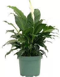 Spathiphyllum ‘Peace Lily’