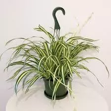 Spider Plant 'Assorted Varieties’
