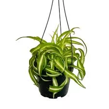 Spider Plant Green Curly Hanging Basket