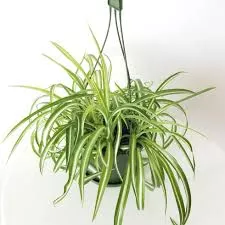 Spider Plant 'Variegated Bonnie'