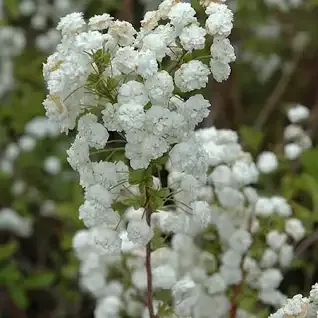 Spirea ‘Bridal Wreath’