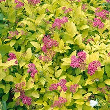 Spirea 'Goldmound'