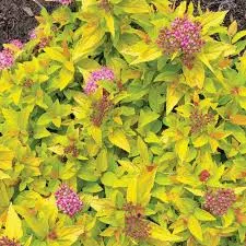 Spirea 'Pineapple Popocks'