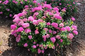 Spirea 'Poprocks Petite'