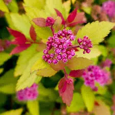 Spirea 'Rainbow Fizz'