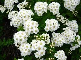 Spirea 'Snowmound'