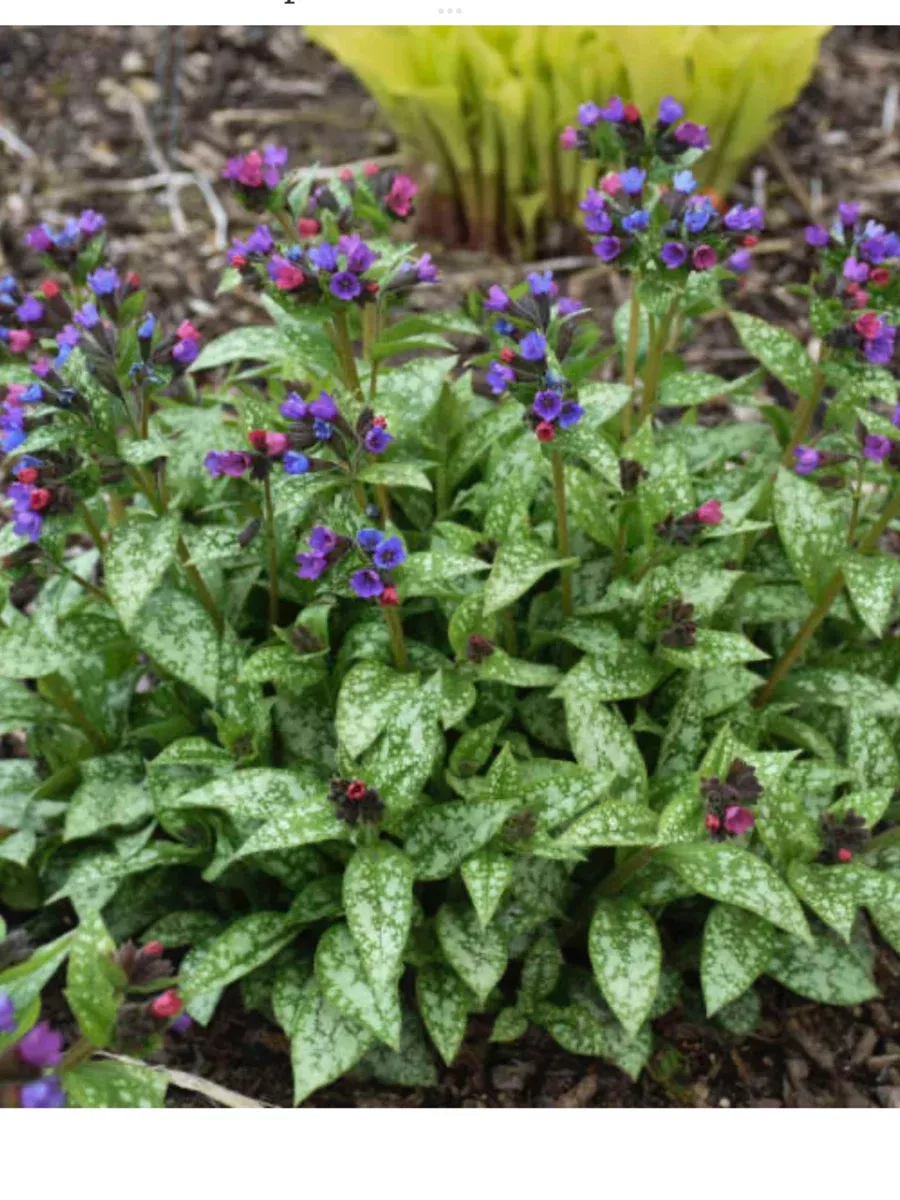 ‘Spot On' LungwortPulmonaria hybrid