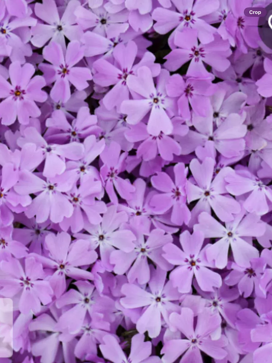 Spring Bling 'Pink Sparkles' Hybrid Spring Phlox