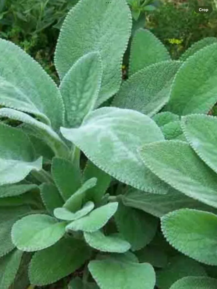Stachys Helene Von Stein