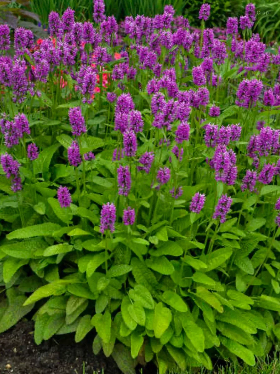 Stachys officinalis Hummelo
