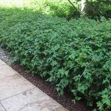 Stephanandra 'Cutleaf'