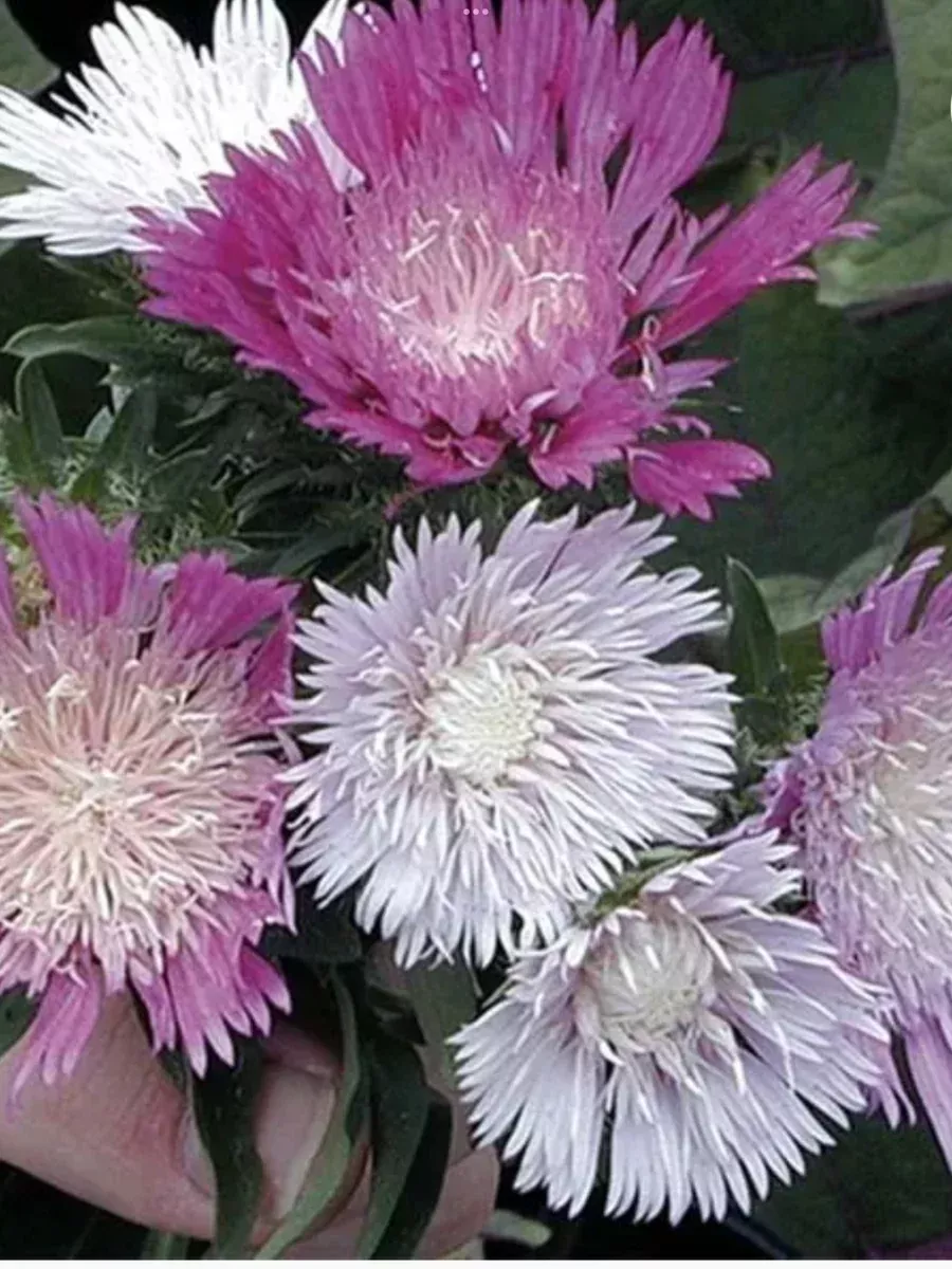 Stokesia Colour Wheel