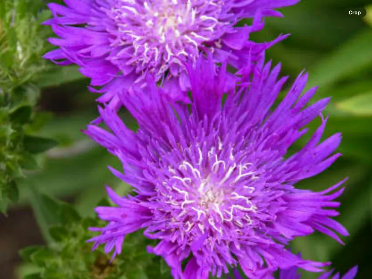 Stokesia Honeysong Purple