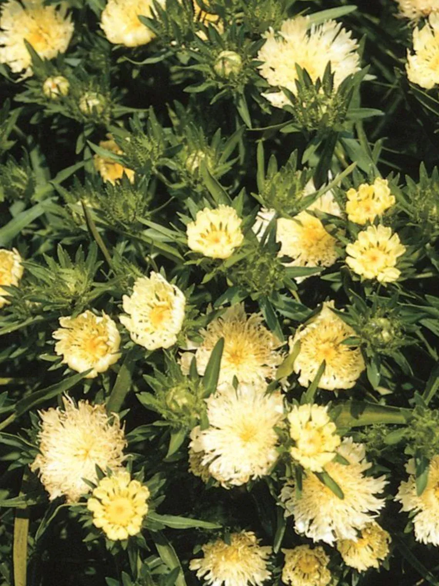 Stokesia Mary Gregory