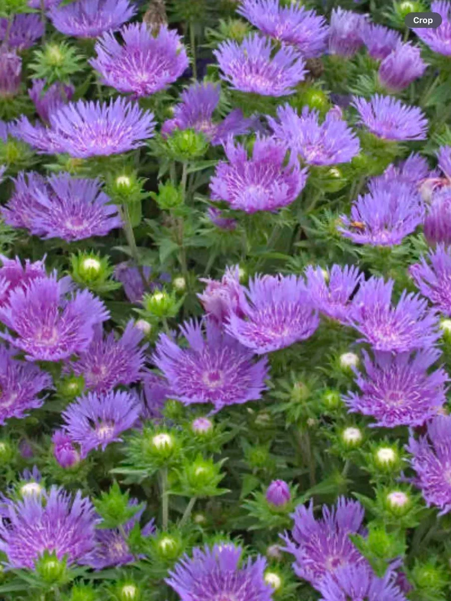Stokesia Peachie’s Pick