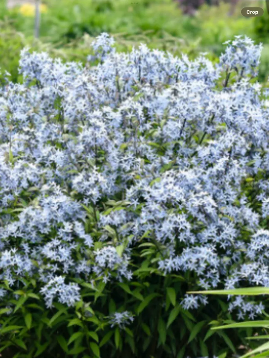 ‘Storm Cloud' BluestarAmsonia tabernaemontana