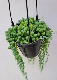 String of Pearls Green Hanging Basket
