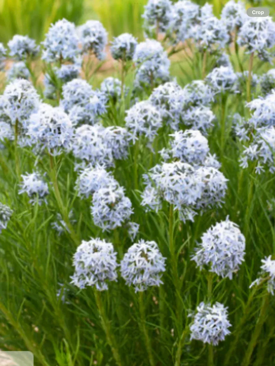 'String Theory' Blue StarAmsonia hybrid