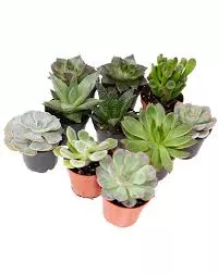 SucculentAssortment Bambino