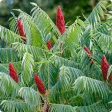 Sumac 'Staghorn'