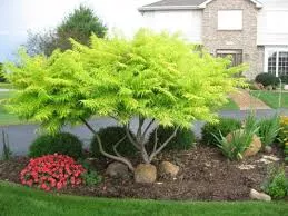Sumac 'Tiger Eyes Cutleaf'