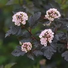 Summer Wine NinebarkPhysocarpus opulifolius