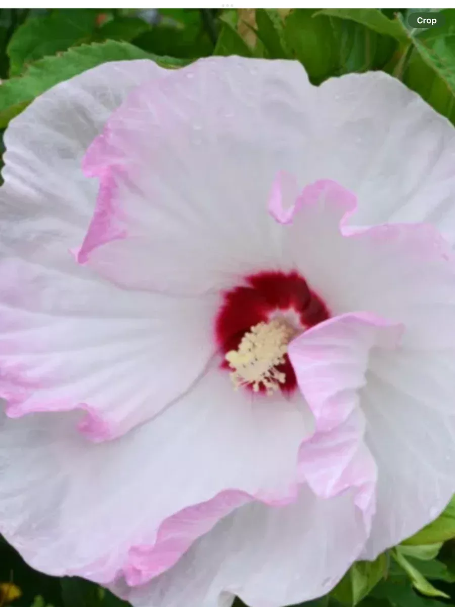 Summerific 'Ballet Slippers' Rose MallowHibiscus hybrid