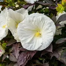Summerific 'Cookies and Cream' Rose MallowHibiscus hybrid
