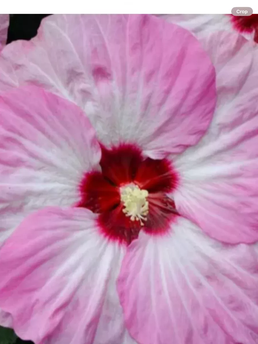 Summerific 'Spinderella' Rose MallowHibiscus hybrid