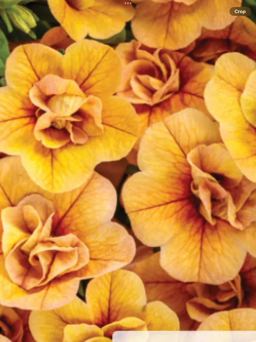 Superbells Double Amber Double CalibrachoaCalibrachoa hybrid