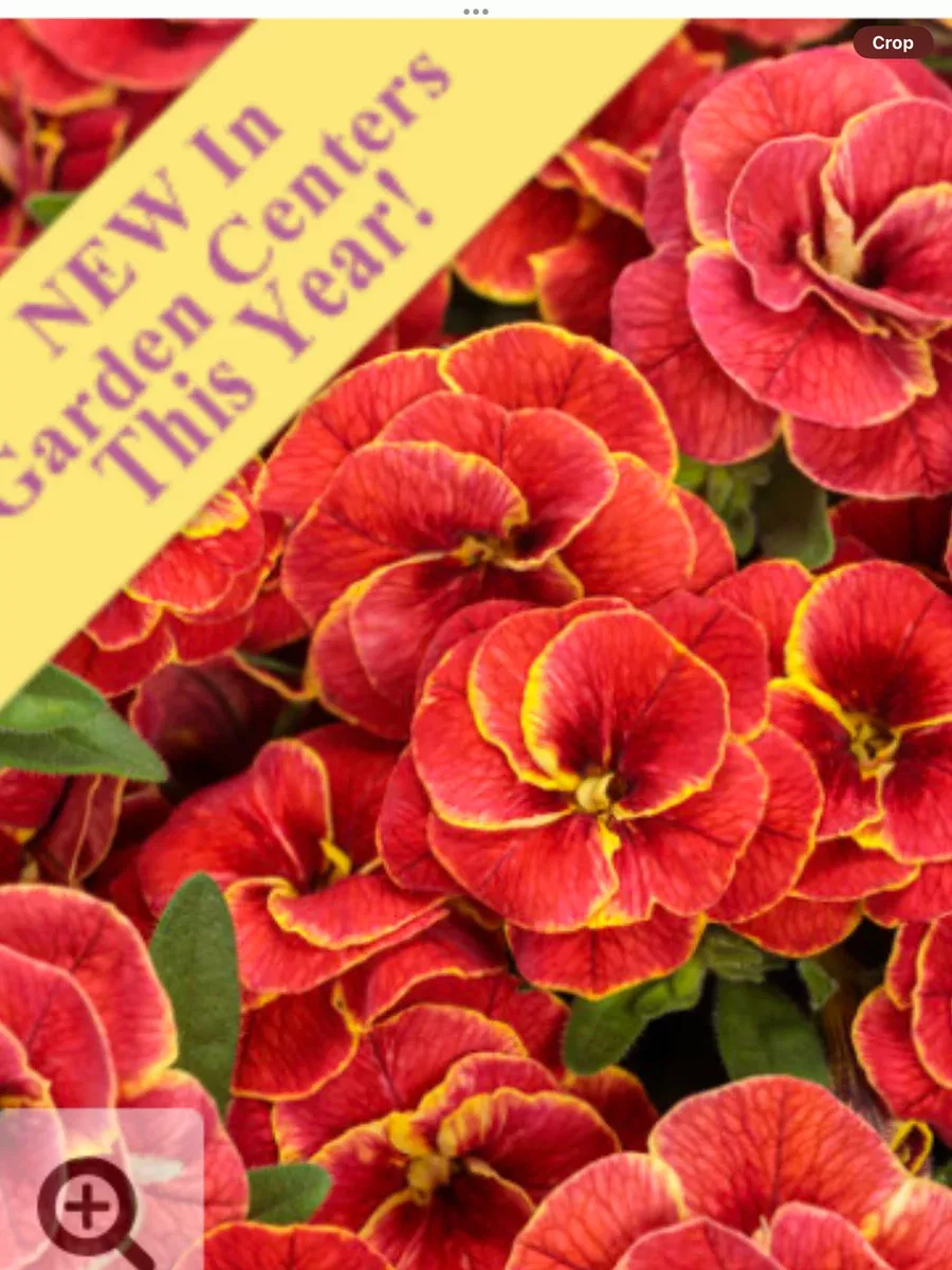 Superbells Double Redstone™ Double CalibrachoaCalibrachoa hybrid