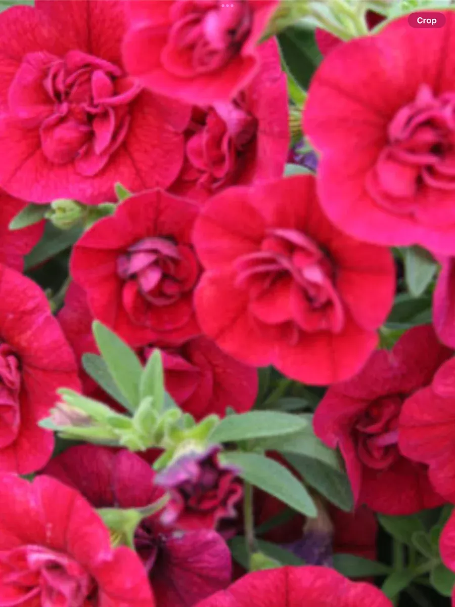 Superbells Double Ruby Double CalibrachoaCalibrachoa hybrid