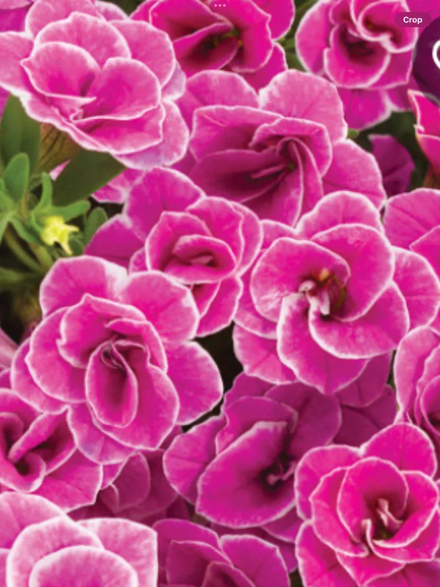 Superbells Doublette Love Swept™ Double CalibrachoaCalibrachoa hybrid