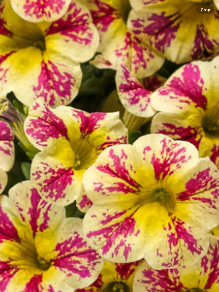 Superbells Holy Moly!Calibrachoa hybrid