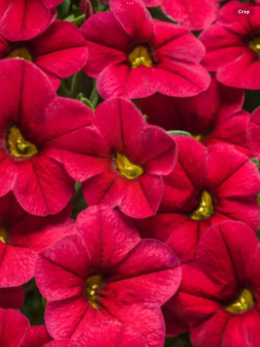 Superbells RedCalibrachoa hybrid