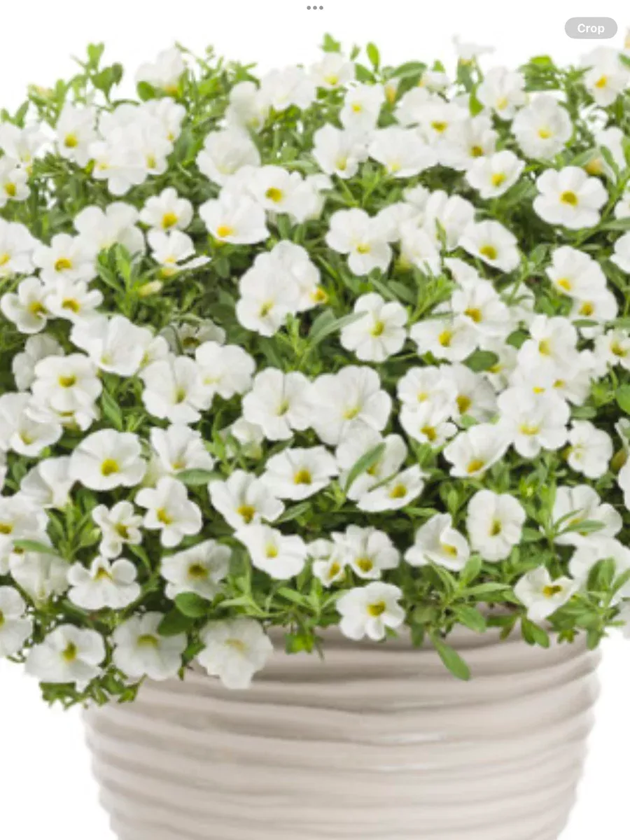 Superbells WhiteCalibrachoa hybrid