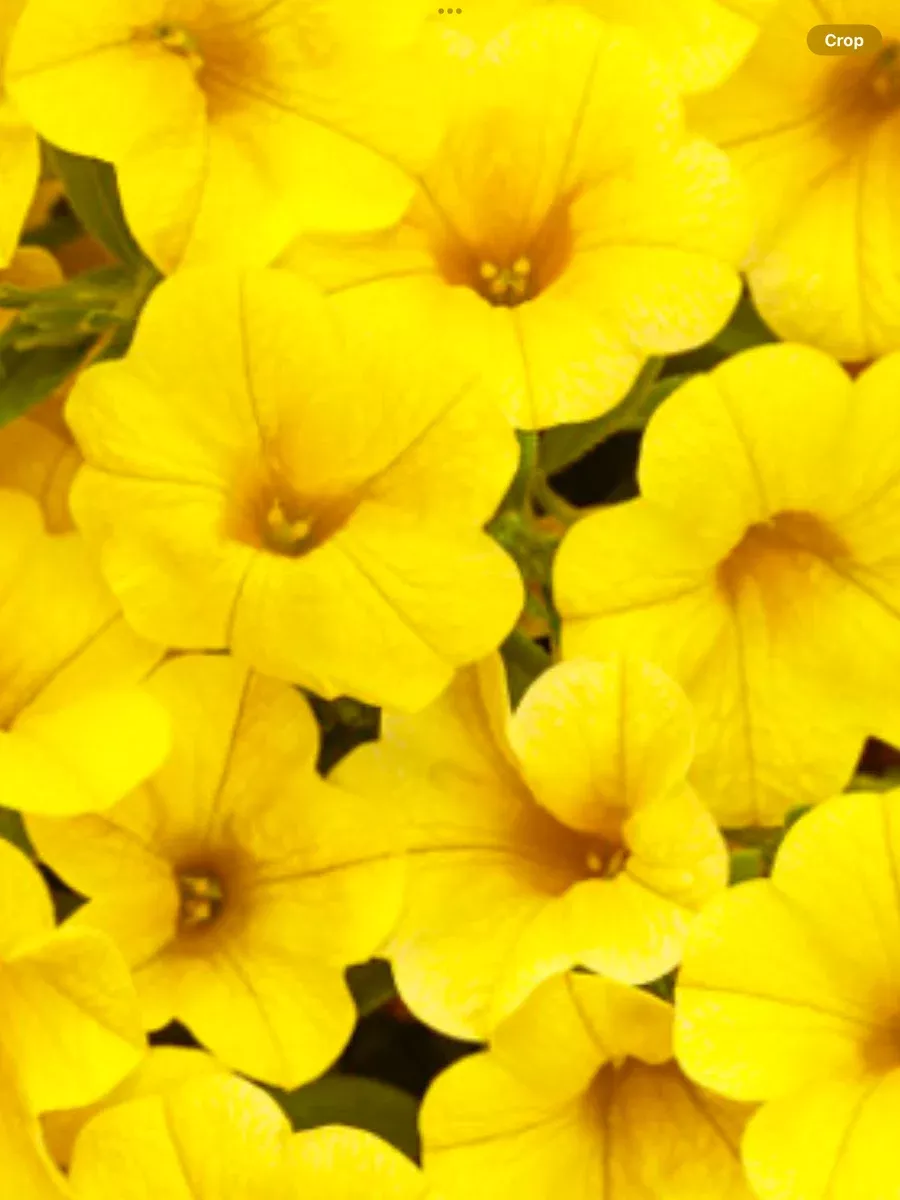 Superbells YellowCalibrachoa hybrid