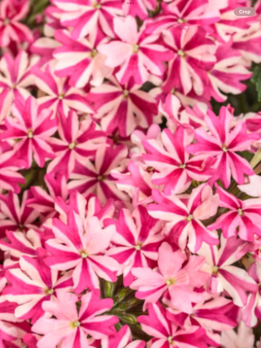 Superbena CherryburstVerbena hybrid