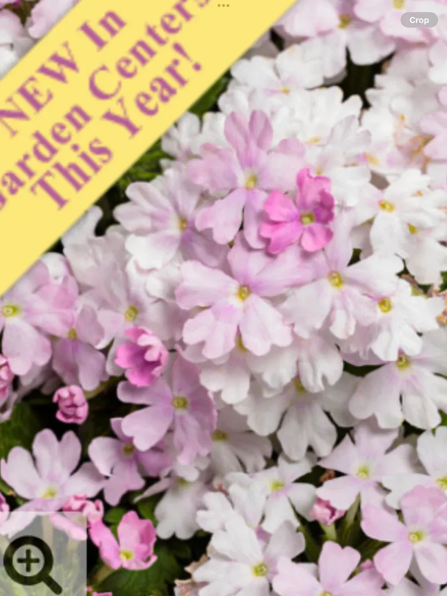 Superbena Pink Cashmere™Verbena hybrid