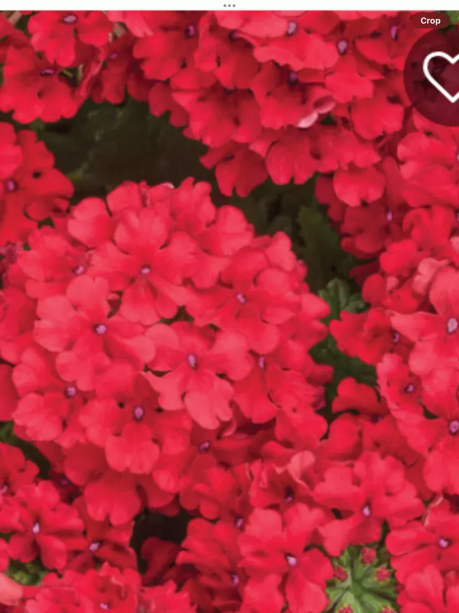 Superbena RedVerbena hybrid