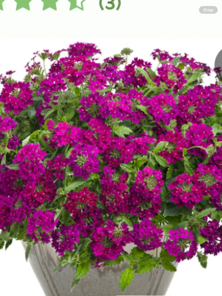 Superbena Royale Plum WineVerbena hybrid