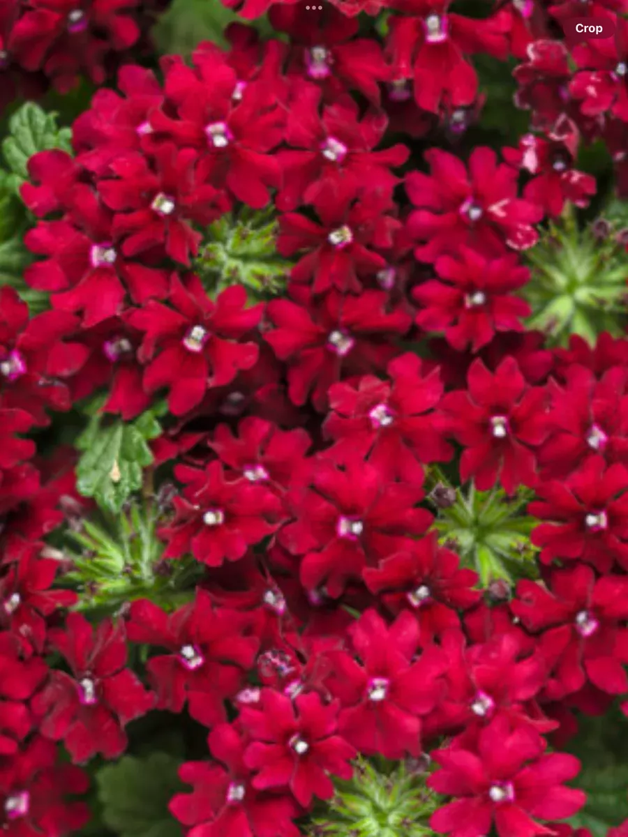 Superbena Royale RomanceVerbena hybrid