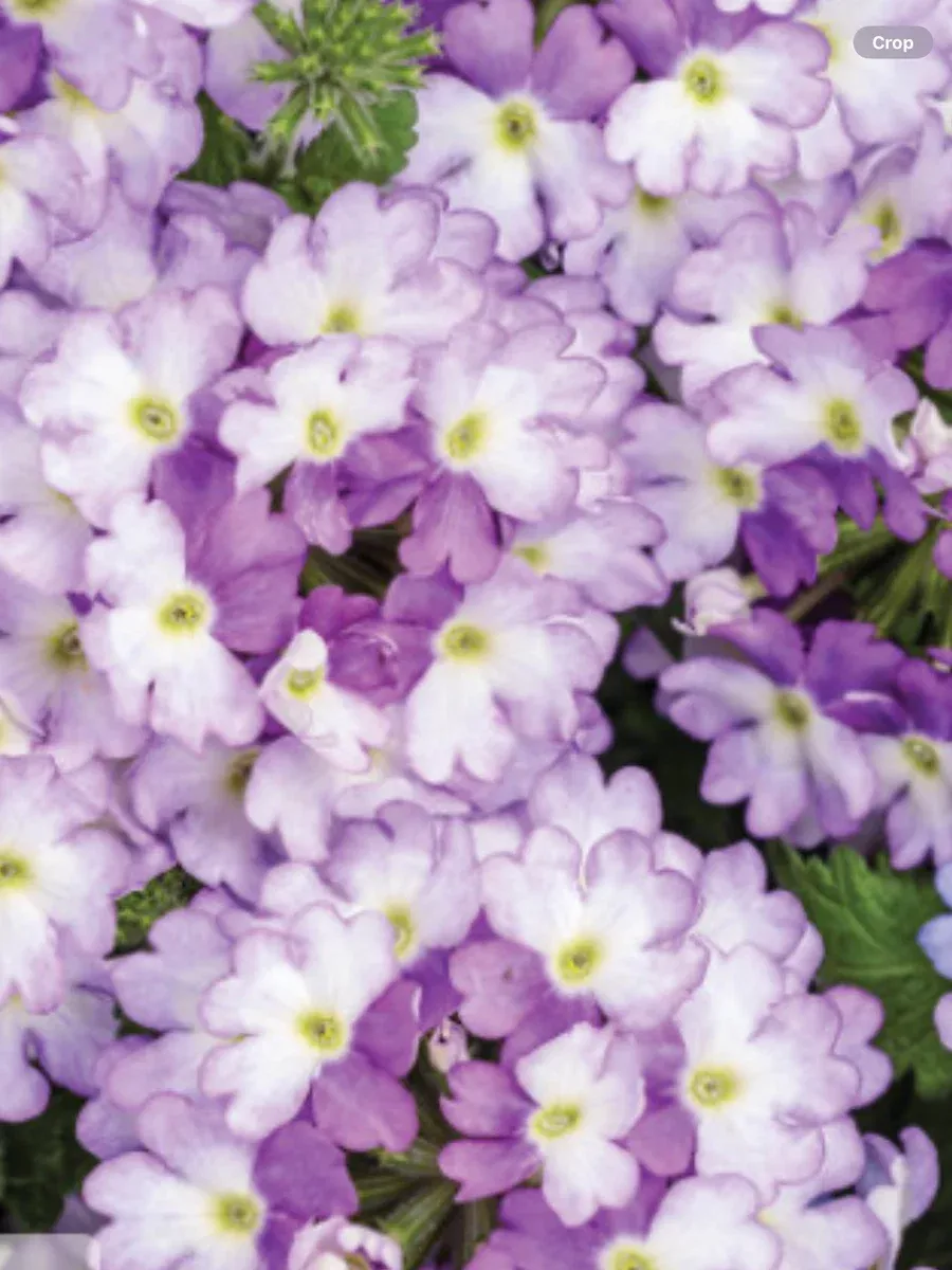 Superbena Sparkling AmethystVerbena hybrid