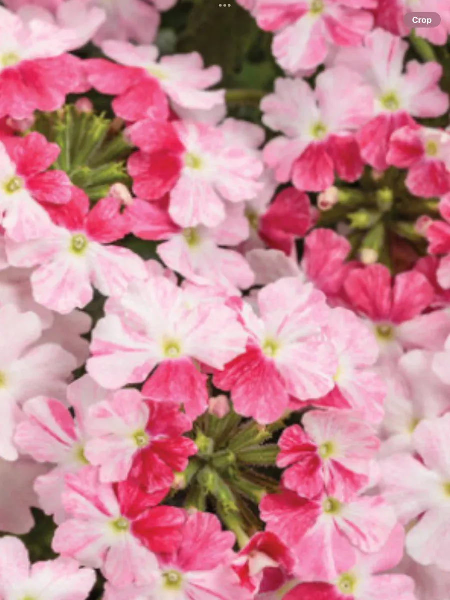 Superbena Sparkling RoséVerbena hybrid