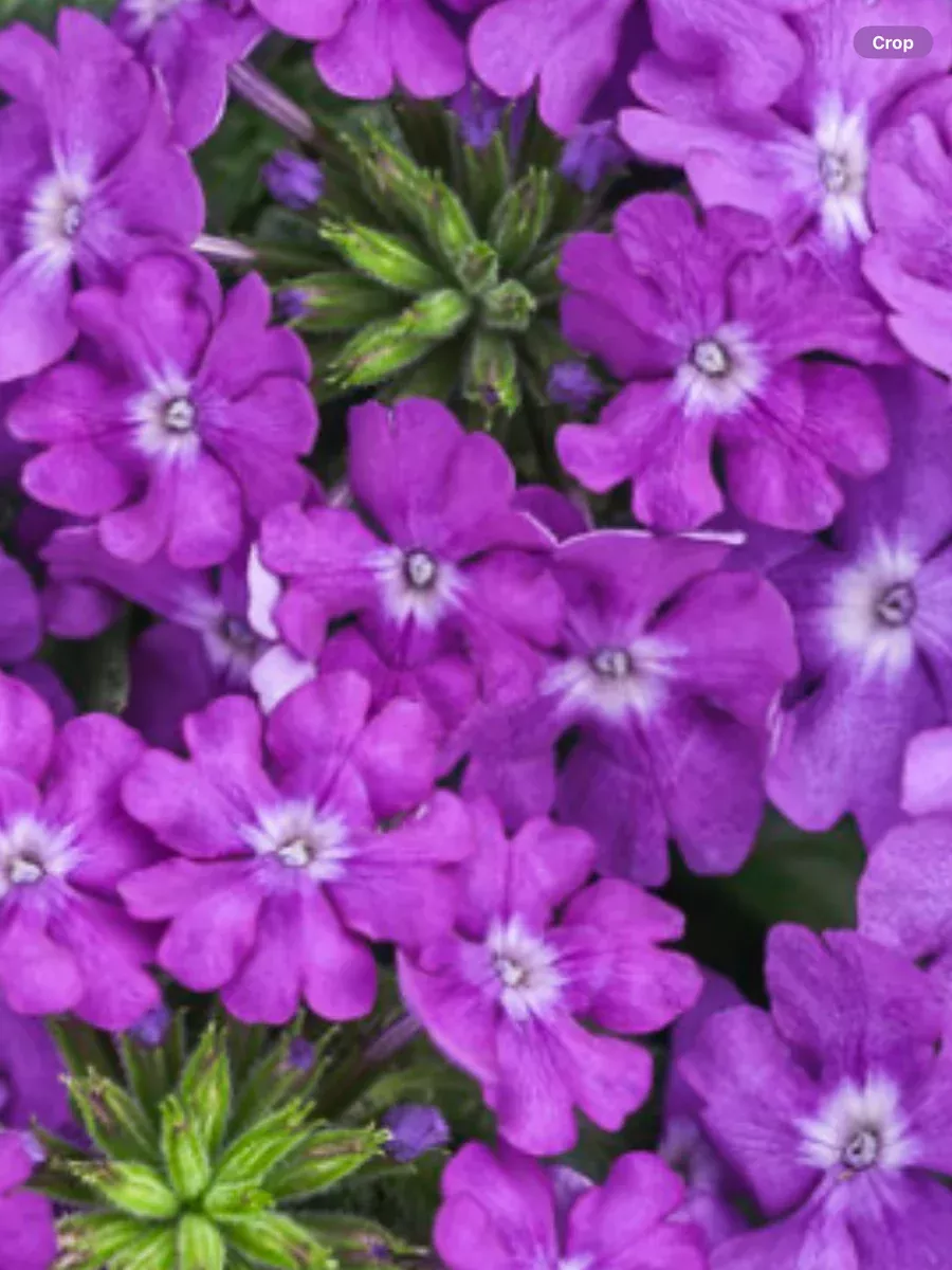 Superbena Violet IceVerbena hybrid
