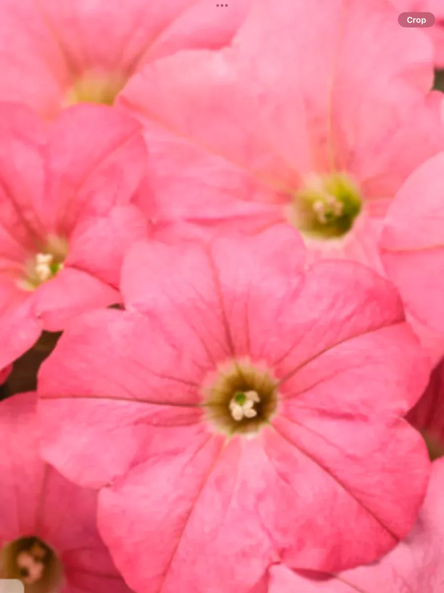 Supertunia Bermuda BeachPetunia hybrid