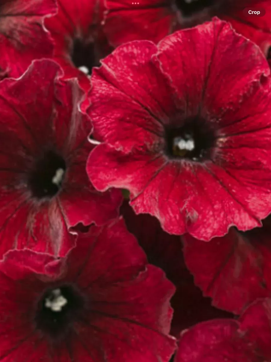 Supertunia Black CherryPetunia hybrid